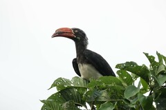Lophoceros alboterminatus