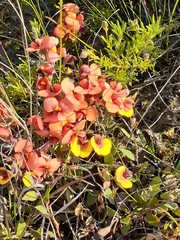 Bossiaea prostrata
