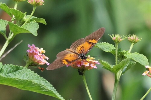 Acraea macaria