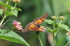 Acraea