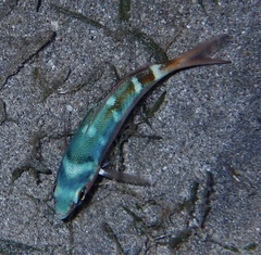 Caesio
