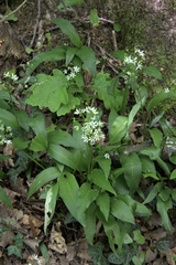 Allium ursinum