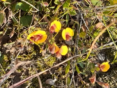 Bossiaea prostrata