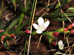 Oxygonum
