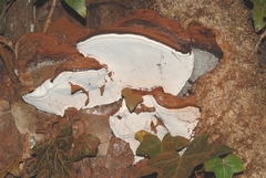 Ganoderma adspersum