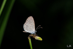 Zizula hylax pygmaea