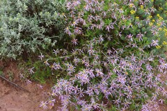 Felicia filifolia