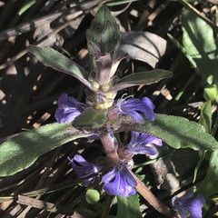 Ajuga australis