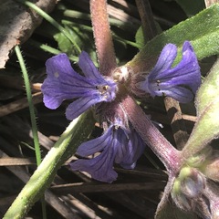 Ajuga australis
