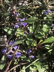 Ajuga australis