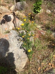 Euryops abrotanifolius