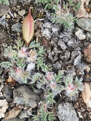 Oxytropis huddelsonii