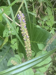 Coleus monostachyus