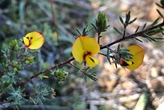 Pultenaea tenuifolia