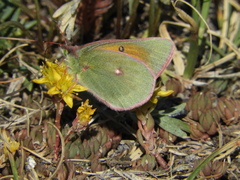 Colias meadii