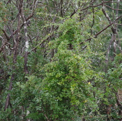 Canthium spinosum