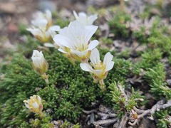 Cherleria arctica