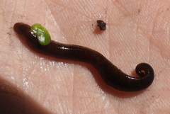 Erpobdella octoculata