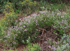 Felicia filifolia