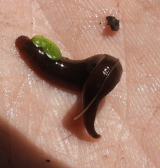 Erpobdella octoculata