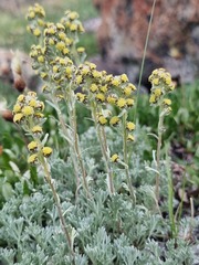 Artemisia alaskana