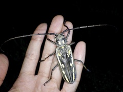Batocera lineolata