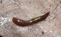 Erpobdella octoculata