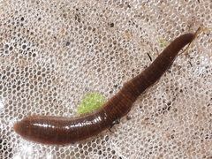 Erpobdella octoculata