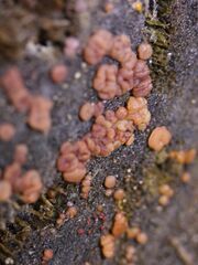 Ascocoryne sarcoides