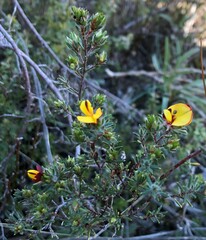 Pultenaea tenuifolia
