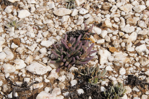 Argyroderma fissum