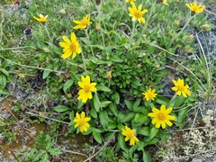 Arnica griscomii