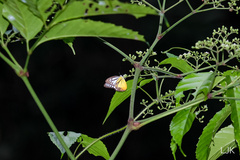 Cepora iudith malaya