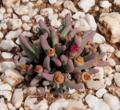 Argyroderma fissum