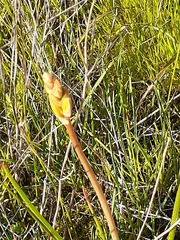 Bulbine bulbosa
