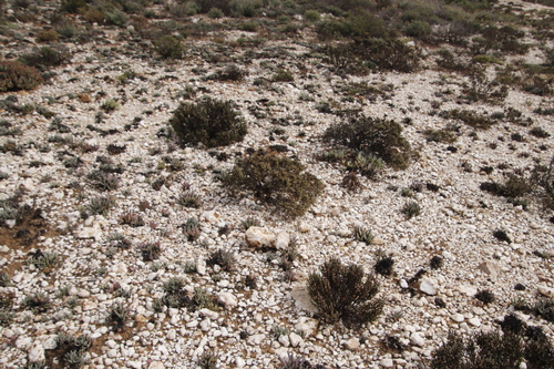 Image of Argyroderma fissum by (c) Tony Rebelo, some rights reserved (CC BY-SA)