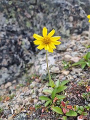 Arnica griscomii