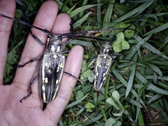 Batocera lineolata