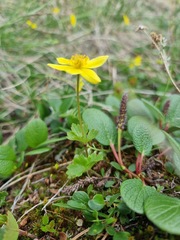 Anemonastrum richardsonii