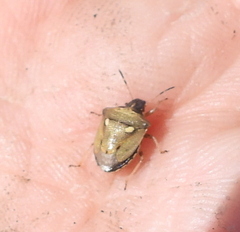 Eysarcoris aeneus