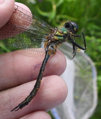 Somatochlora flavomaculata