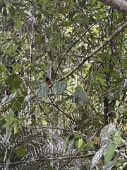 Copsychus malabaricus