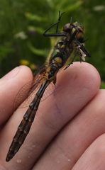 Somatochlora flavomaculata