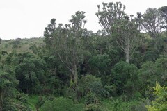 Euphorbia triangularis
