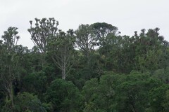 Euphorbia triangularis
