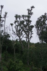 Euphorbia triangularis