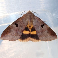 Thyas coronata