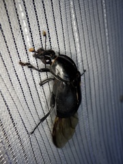 Nicrophorus concolor