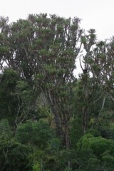 Euphorbia triangularis