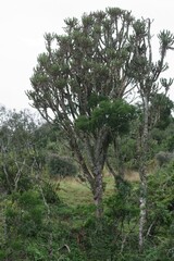 Euphorbia triangularis